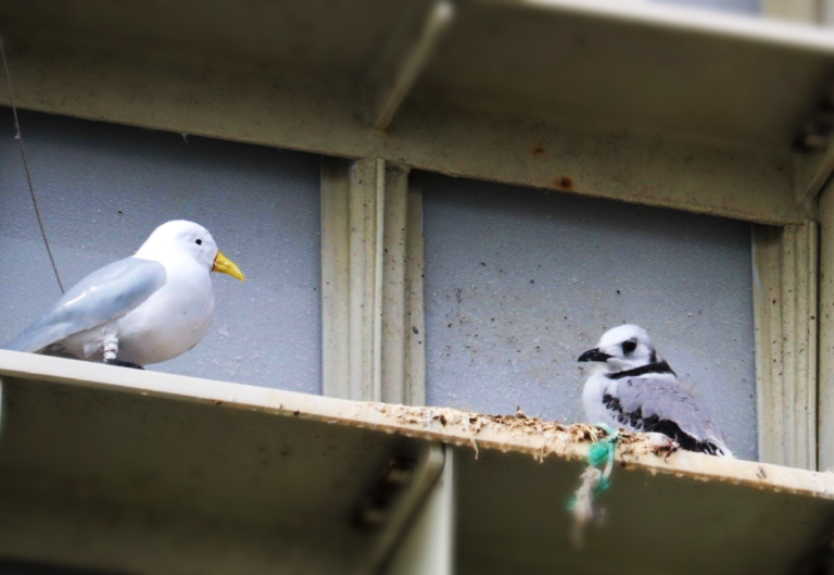 A 3D printed kittiwake decoy beside a real kittiwake chick on a nesting ledge of an offshore structure