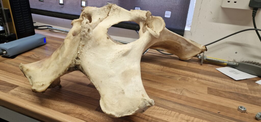 A cow hip bone on a workbench, the original specimen 3D scanned to create veterinary birthing training models